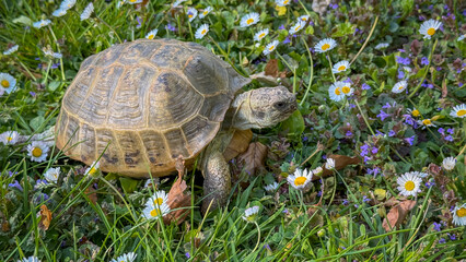 Tortoise exploring a vibrant meadow filled with wildflowers on a sunny day in springtime