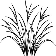 Fine Fescue line art vector
