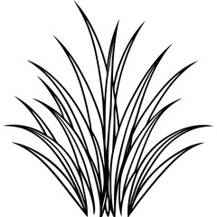 Fine Fescue line art vector