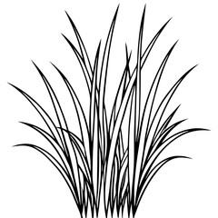 Fine Fescue line art vector