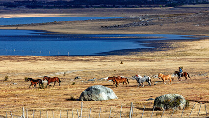 A herd of horses in the landscape of Patagonia 