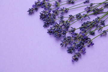 Lavender sprigs rest on a soft purple surface highlighting their beauty and calmness