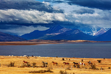 A herd of horses in the landscape of Patagonia 
