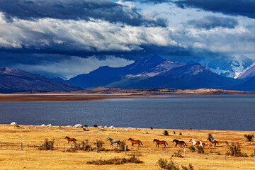 A herd of horses in the landscape of Patagonia 