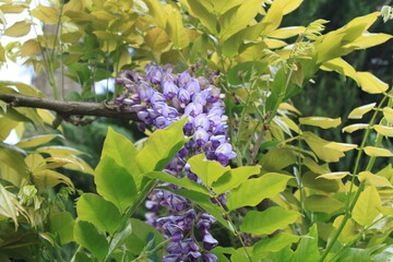 lilac flowers on a branch