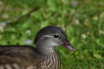 This is a mandarin duck in nature in summer day. You can see the head of the bird in the picture.