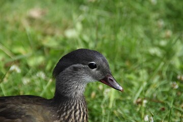 This is a mandarin duck in nature in summer day. You can see the head of the bird in the picture.