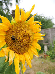 close up of a bee feeding on a large bright yellow sunflower in a garden
