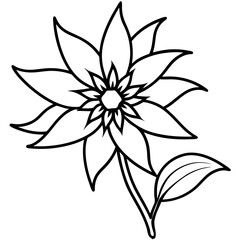 Edelweiss line art vector
