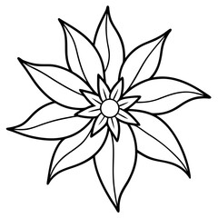 Edelweiss line art vector
