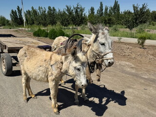 A pair of donkeys pulling a cart in the rural countryside in Uzbekistan