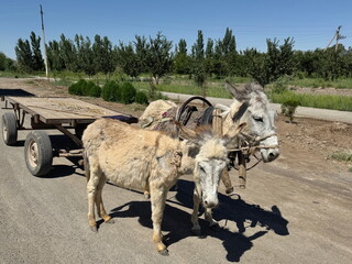A pair of donkeys pulling a cart in the rural countryside in Uzbekistan