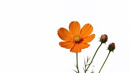 Vibrant Cosmos sulphureus in orange hue