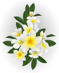 Frangipani flowers with leaves isolated on white background. Vector illustration.