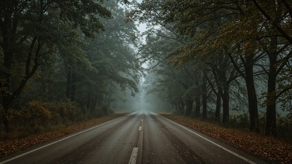 Misty rural road bordered by trees on both edges