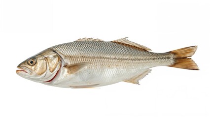 Obraz premium Isolated cooked fish with a flat physique on a white surface