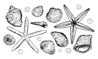 A set of detailed black and white vector illustrations. Various seashells, two starfish and small bubbles. This marine themed collection ideal for ocean art or nautical design projects.