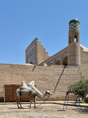 A Bactriam camel standing in the inner city of Khiva in Uzbekistan 