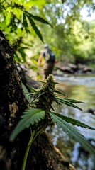 image of green plant in nature with lake