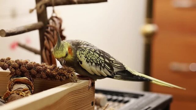 Cockatiel parrots.Funny parrots.Cockatiel pets.Bird with a crest.Cute animal.Funny bird.Cockatiel.Parrots are playing.
Caring for pets.Birds.Animals.Cute cockatiel.Home pet parrot.The best birds.