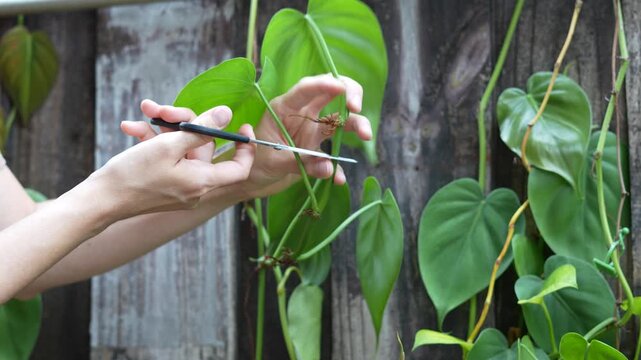 Hands cutting healthy philodendron stem with scissors for propagation, showcasing sustainable indoor plant care, gardening hobby, and DIY houseplant growing techniques against rustic wooden fence