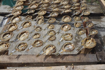 Dried Salted Fish. Small fish are sun-dried on a mesh surface in neat rows, showcasing a traditional seafood preservation method.