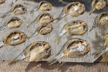 Dried Salted Fish. Small fish are sun-dried on a mesh surface in neat rows, showcasing a traditional seafood preservation method.