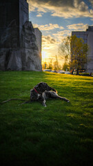 A dog lies on the grass in the rays of the setting sun in the city.
