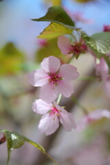 Delicate pink cherry blossoms in soft spring light.