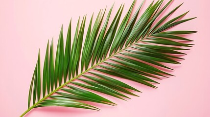 Fototapeta premium Tropical serenity with green palm leaf isolated on a pink background