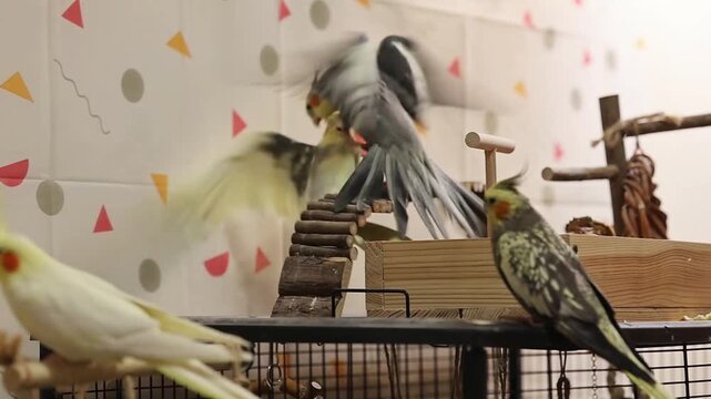 parrot fight.scandal.conflict.Cockatiel parrots.Funny parrots.Cockatiel pets.Bird with a crest.Cute animal.Funny bird.Cockatiel.Parrots are playing.
Caring for pets.Birds.Animals.Cute cockatiel.

