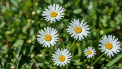 Fototapeta premium Blooming daisy blossoms in a floral garden