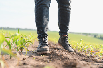 Farmer walking through young corn field checking growth