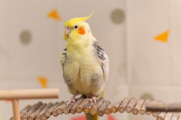 Cockatiel parrots.Funny parrots.Cockatiel pets.Bird with a crest.Cute animal.Funny...