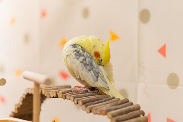 Cockatiel parrots.Funny parrots.Cockatiel pets.Bird with a crest.Cute animal.Funny...