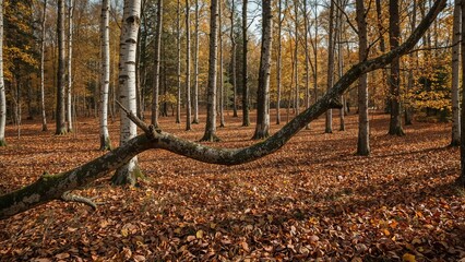 Fractured birch branch during the autumn season in a deciduous forest