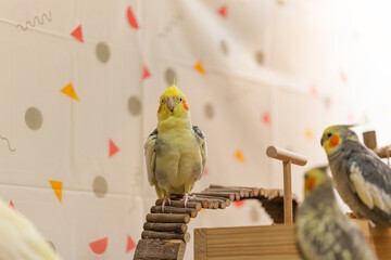 Cockatiel parrots.Funny parrots.Cockatiel pets.Bird with a crest.Cute animal.Funny...