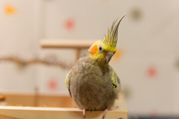 Cockatiel parrot.Bird with crest.Cute animal photo.Yellow bird.Favorite pet.Funny parrot.Home pet...