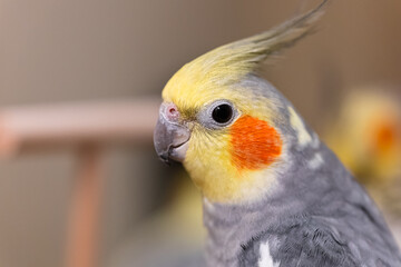 Cockatiel parrots.Funny parrots.Cockatiel pets.Bird with a crest.Cute animal.Funny...