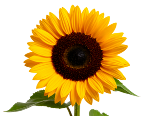 sun flower on summer sunset background
