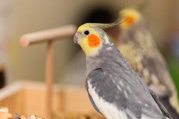Cockatiel parrot.Bird with crest.Cute animal photo.Yellow bird.Favorite pet.Funny parrot.Home pet...