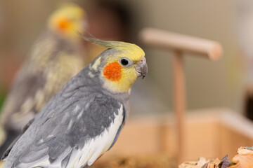 Cockatiel parrots.Funny parrots.Cockatiel pets.Bird with a crest.Cute animal.Funny...