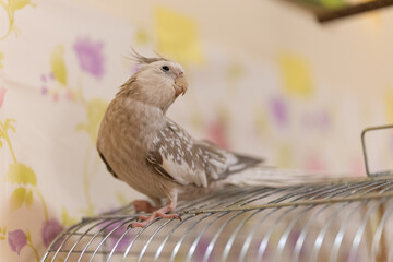 Cockatiel parrots.Funny parrots.Cockatiel pets.Bird with a crest.Cute animal.Funny...