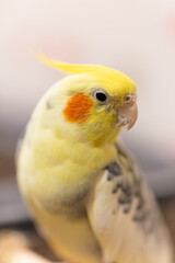 Cockatiel parrot.Bird with crest.Cute animal photo.Yellow bird.Favorite pet.Funny parrot.Home pet...
