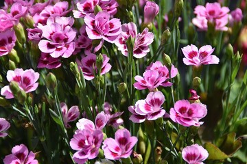 Obraz premium Lovely carnation flowers are blossoming outdoor in sunny summer day.