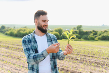 Fototapeta premium Agronomist holding and inspecting corn sprout in cultivated field