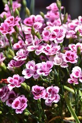 Obraz premium Lovely carnation flowers are blossoming outdoor in sunny summer day.