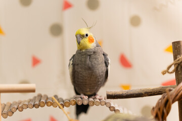 Cockatiel parrots.Funny parrots.Cockatiel pets.Bird with a crest.Cute animal.Funny...