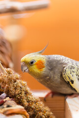Cockatiel parrot.Bird with crest.Cute animal photo.Yellow bird.Favorite pet.Funny parrot.Home pet...