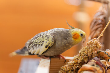 Cockatiel parrot.Bird with crest.Cute animal photo.Yellow bird.Favorite pet.Funny parrot.Home pet...
